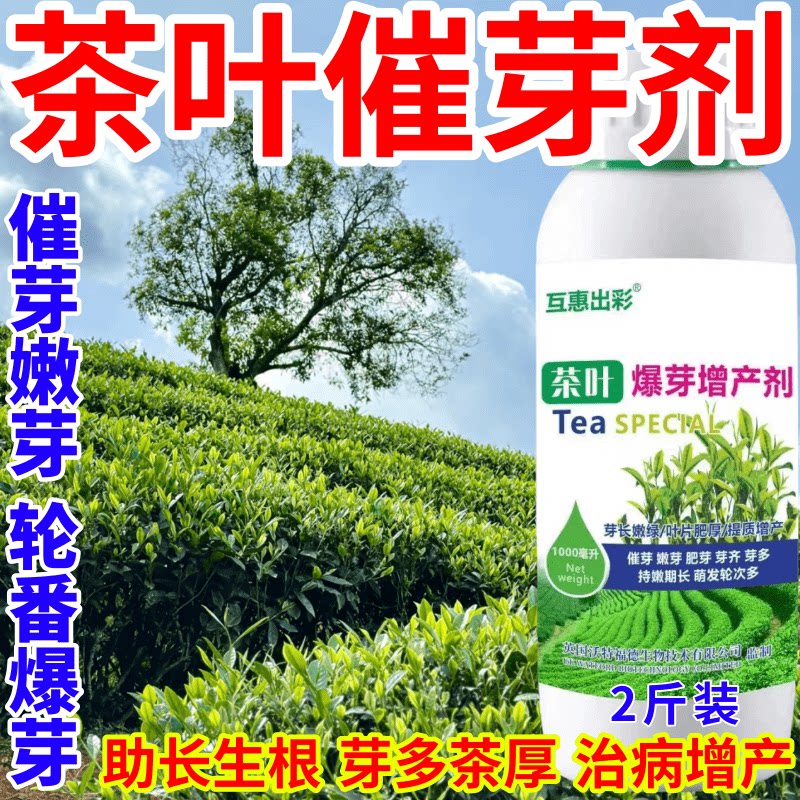 茶叶催芽剂催芽王九千金催芽暴新芽茶叶树提前发芽增产九百金催芽