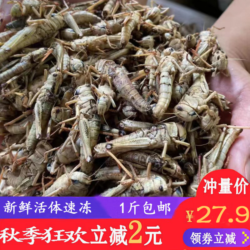农家自养新鲜活体速冻公母带籽混合蚂蚱下酒菜蝗虫带翅膀食用蚱蜢