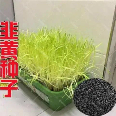 韭黄种子黄韭菜籽春秋金杆蔬菜
