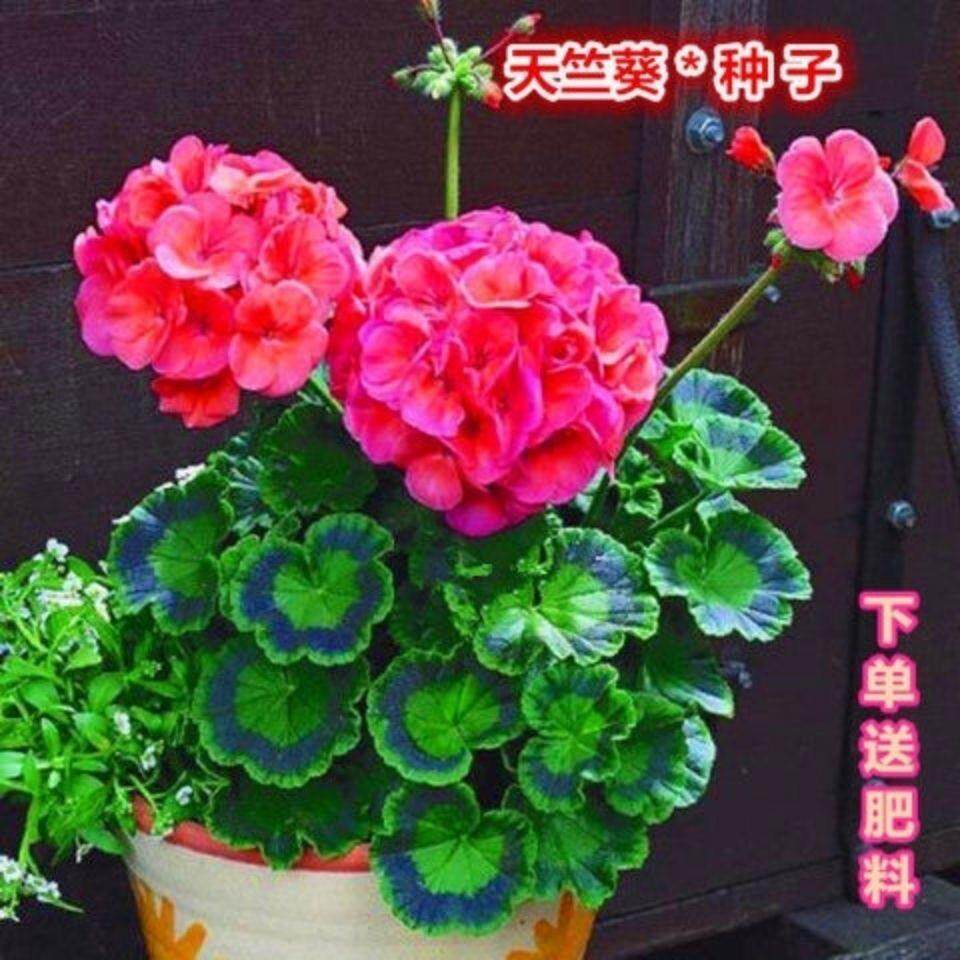 天竺葵种子洋绣球室内庭院阳台盆栽葵花天竺葵四季种耐热洋绣球种