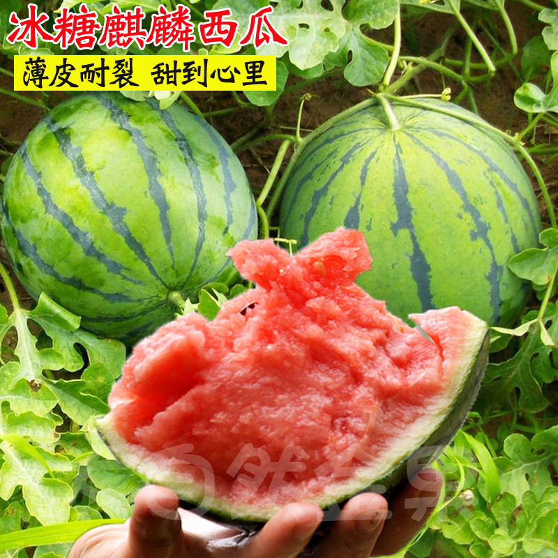 早熟8424麒麟西瓜种子籽南方四季高产特大果懒汉超甜西瓜种子薄皮