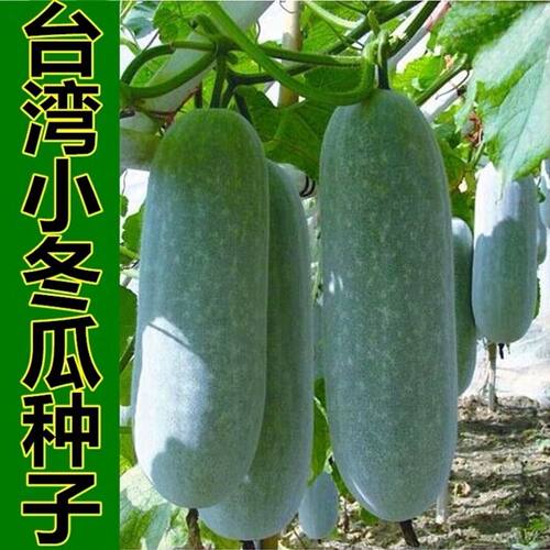 节瓜种子价格 节瓜种子图片 星期三