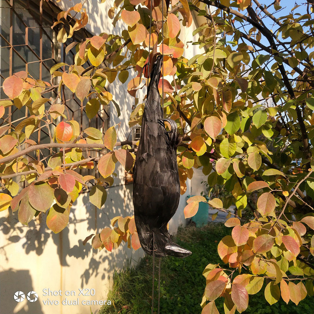 亚马逊死乌鸦仿真乌鸦挂件