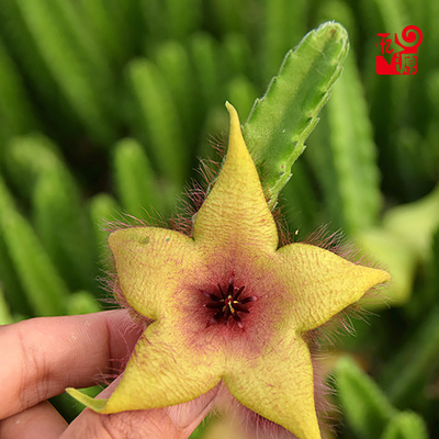 组合小盆栽Stapeliaunicornis