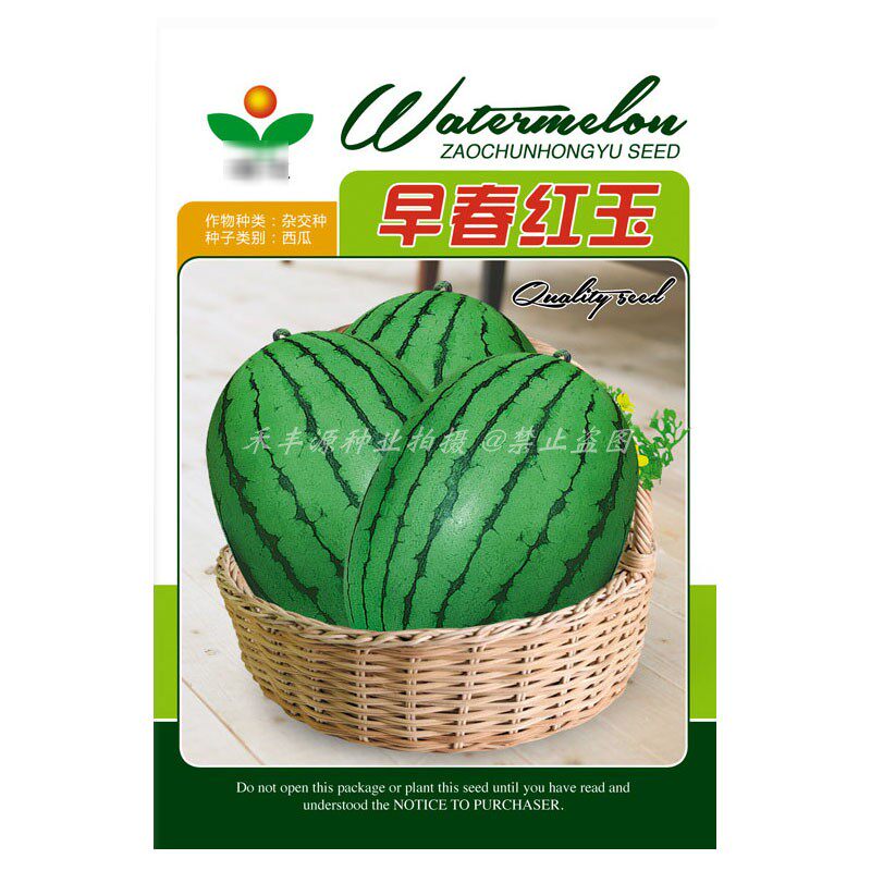 早春红玉西瓜种子200粒早熟礼品小西瓜椭圆形薄皮红瓤西瓜籽基地