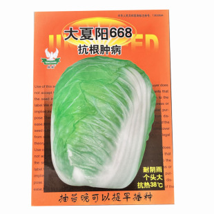 大夏阳668大白菜种子秋播高产抗根肿病耐抽薹中白菜黄心大田基地