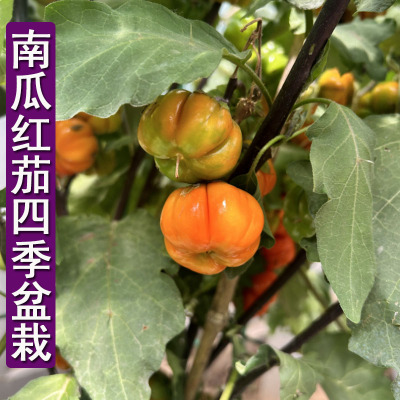 南瓜茄种子 挂果多 小茄子观赏非洲红茄花卉种籽四季盆栽阳台大田