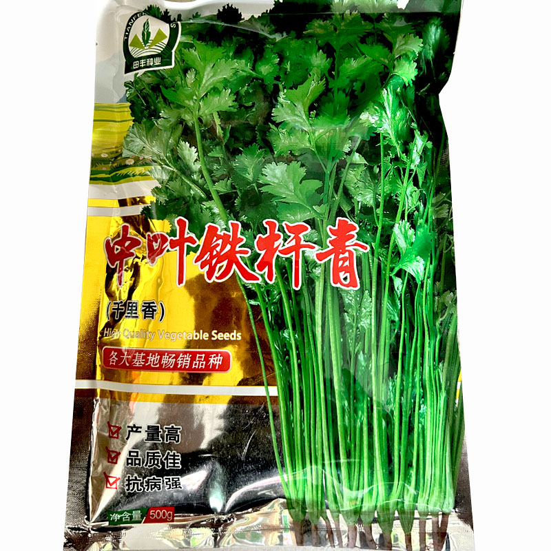 中叶铁杆青香菜种子籽四季播