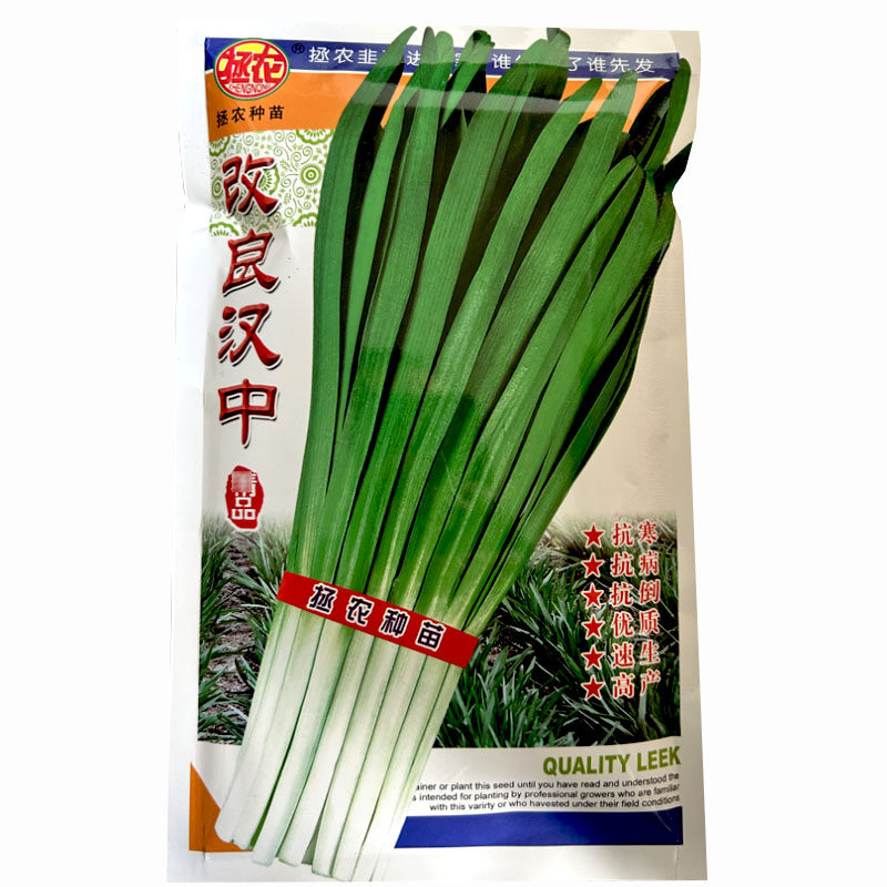 韭菜种子改良汉中宽叶韭菜抗倒伏抗寒抗病叶色浓绿高产大田基地