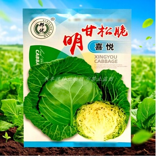 明甘松脆喜悦甘蓝种子卷心菜早熟口感型黄芯松软球翠绿色大田露地