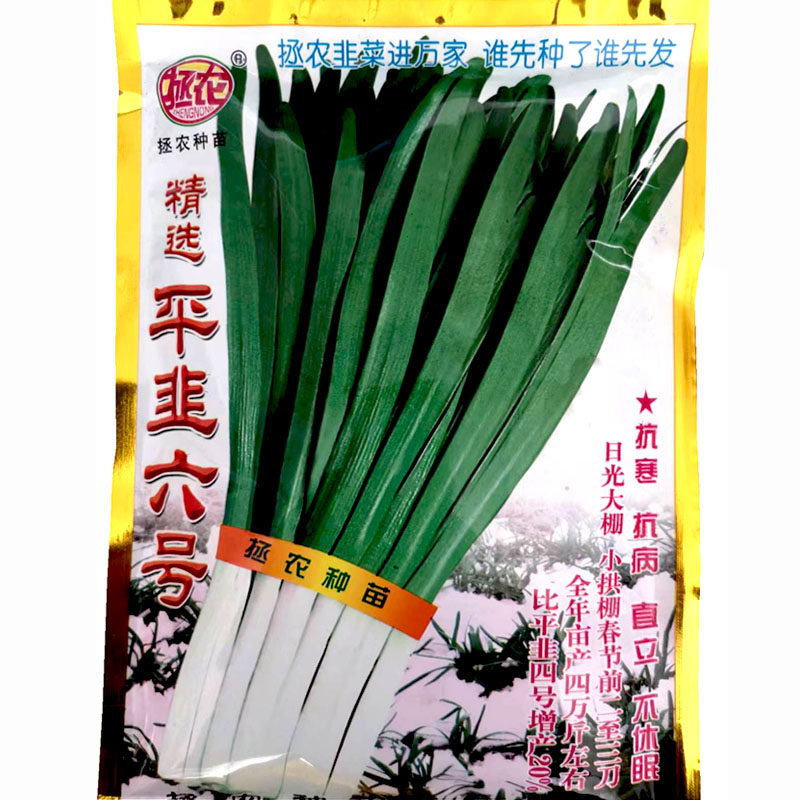 不休眠韭菜种子河南韭菜种籽