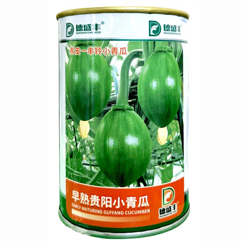 早熟贵阳小青瓜种子 青皮一串铃你小南瓜青菜瓜嫩南瓜春秋播