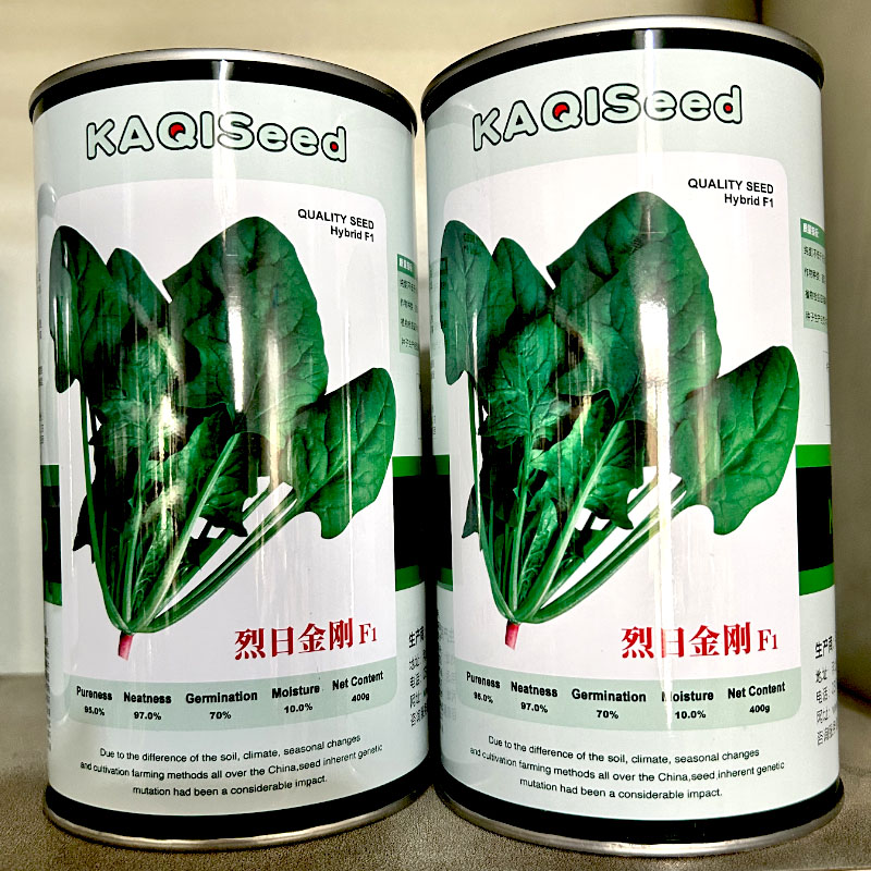 烈日金刚菠菜种子耐热耐抽苔