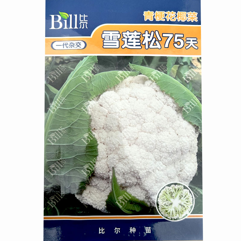 比尔雪莲松青梗花椰菜种子高产