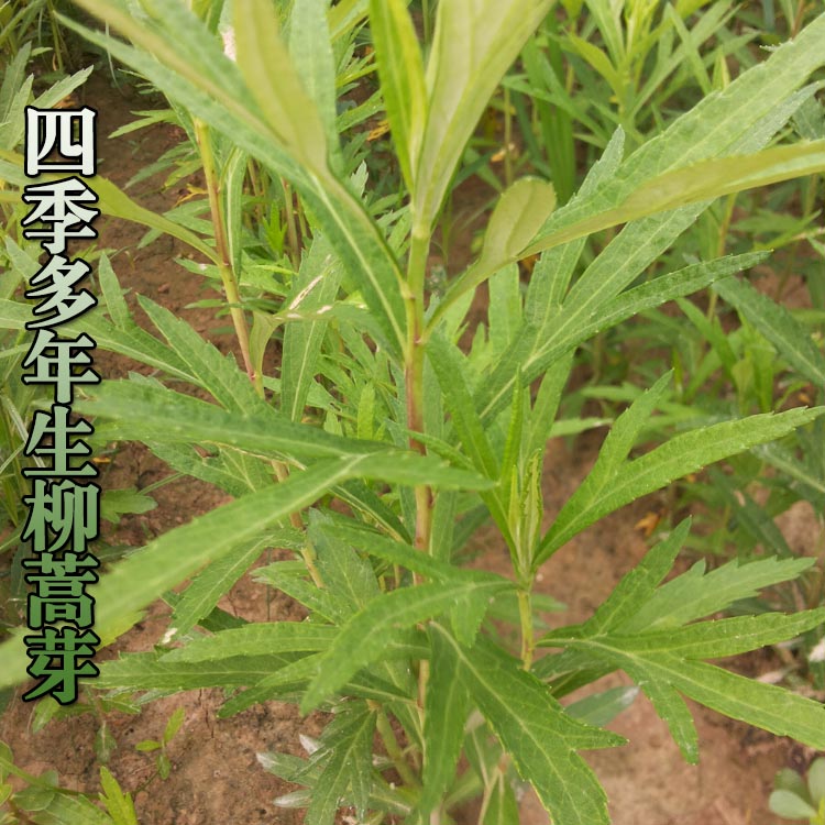 柳蒿芽种苗多年生黎蒿种子蘸酱菜