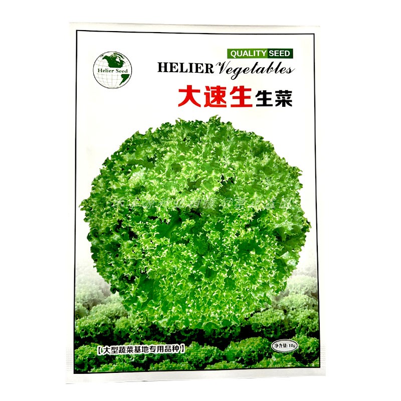 大速生菜种子散叶型叶皱浅绿色四季播种耐寒蔬菜阳台盆栽沙拉菜籽