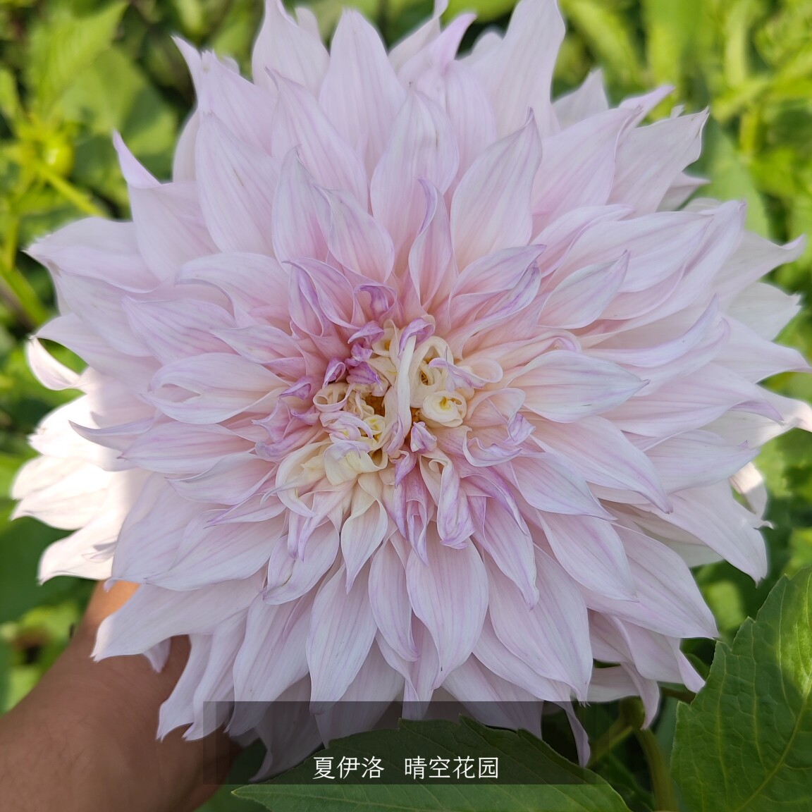 夏伊洛大丽花扦插苗