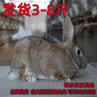 家兔活物大型可食用肉兔活体成年种兔巨型家养大兔子白兔孕兔