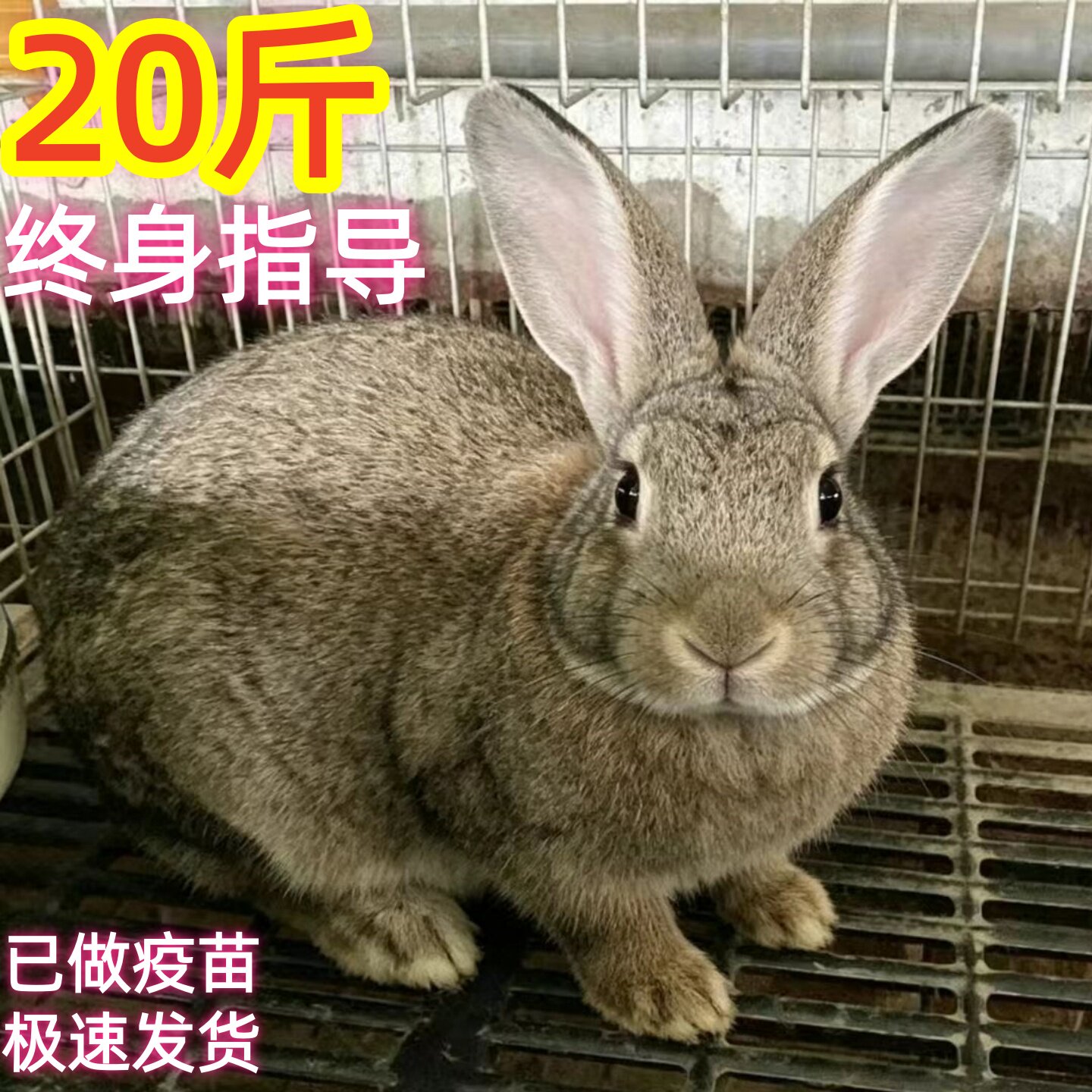 比利时成年可繁殖食用活体兔子子