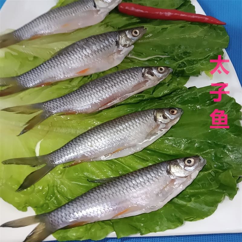 新鲜太子鱼苏丹鱼小忘不了鱼冷冻水产鲜活现杀去内脏小河鲜山溪鱼