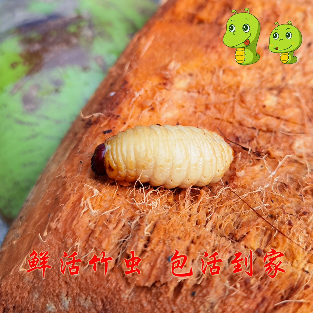 鲜活竹虫一斤竹象虫子竹笋虫菜椰子虫油炸活体虫子包活广东cc虫虫
