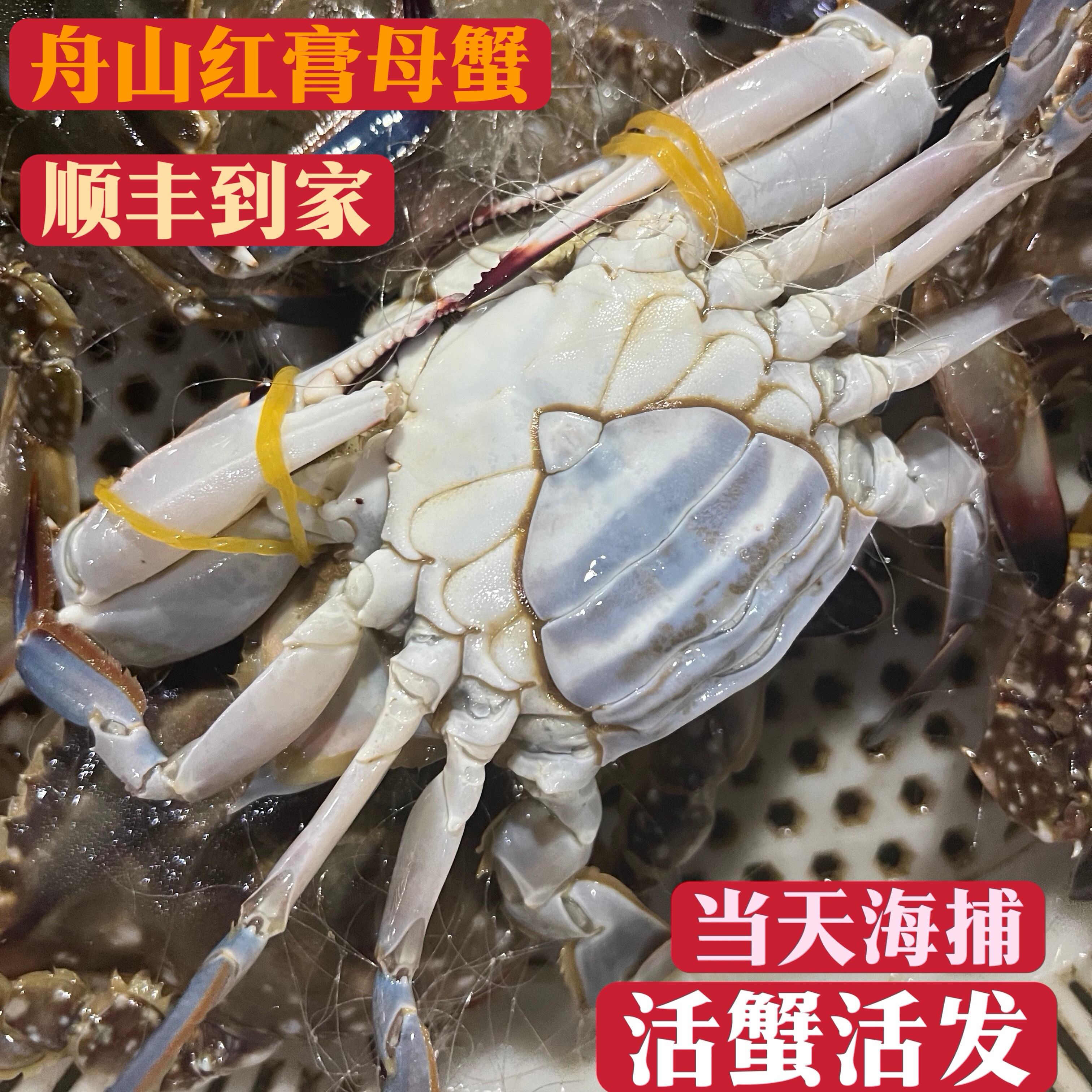 [活发/红膏蟹]舟山梭子蟹活鲜次日达到家新鲜螃蟹母蟹保鲜不保活