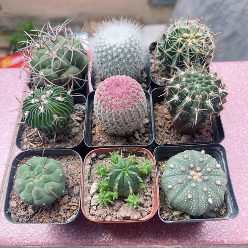 火麒麟仙人球实生懒人多肉植物盆栽阳台夏季好养绿植吸甲醛防辐射