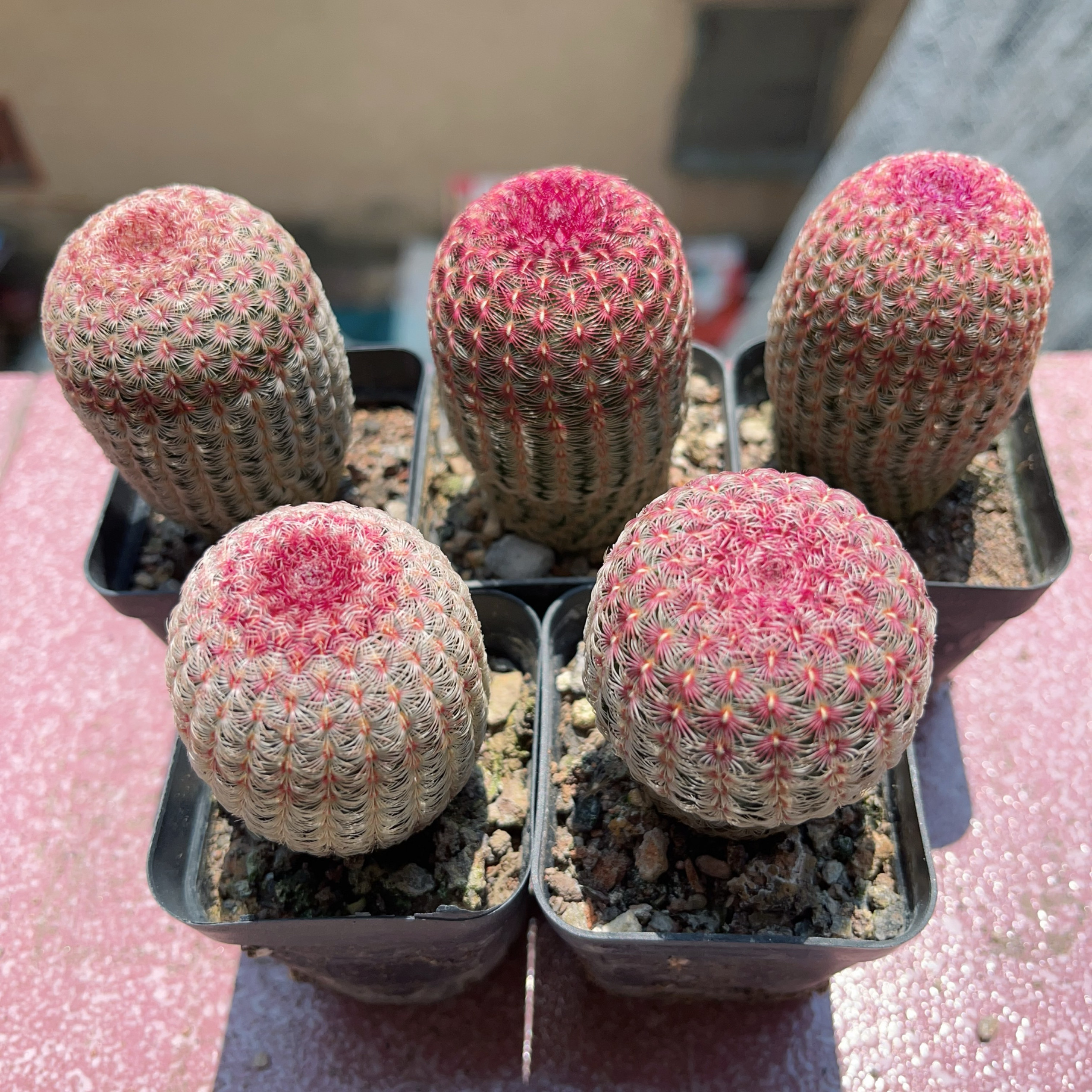 仙人球 红太阳仙人球多肉植物桌面室内花卉懒人盆栽实生好养栽好图片