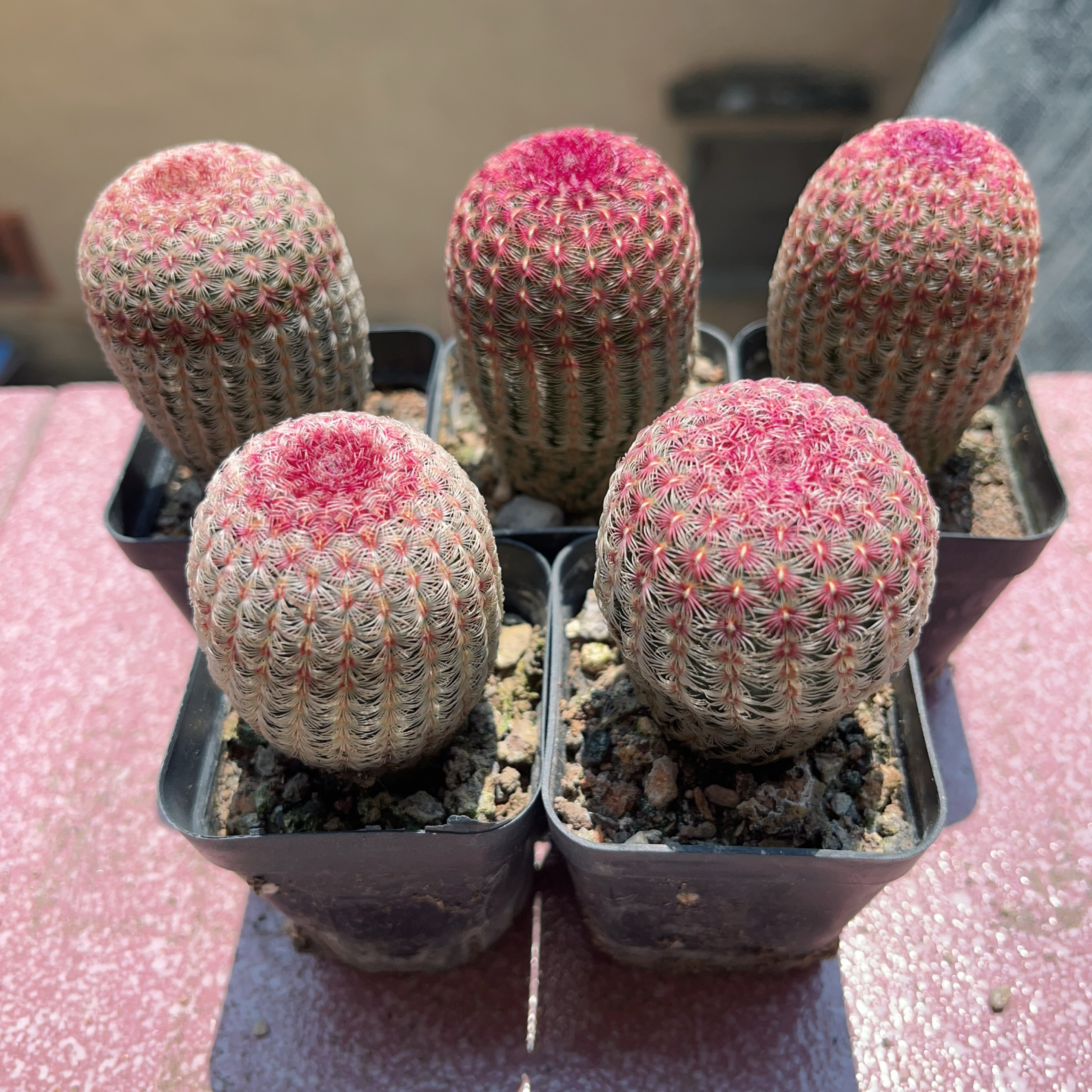 仙人球 红太阳仙人球多肉植物桌面室内花卉懒人盆栽实生好养栽好