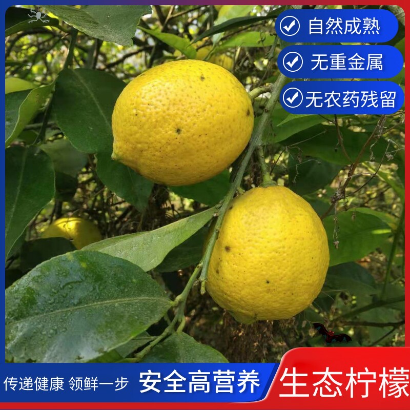 安岳特产有机黄柠檬新鲜皮薄汁多孕妇水果现摘5/10斤无打蜡野生