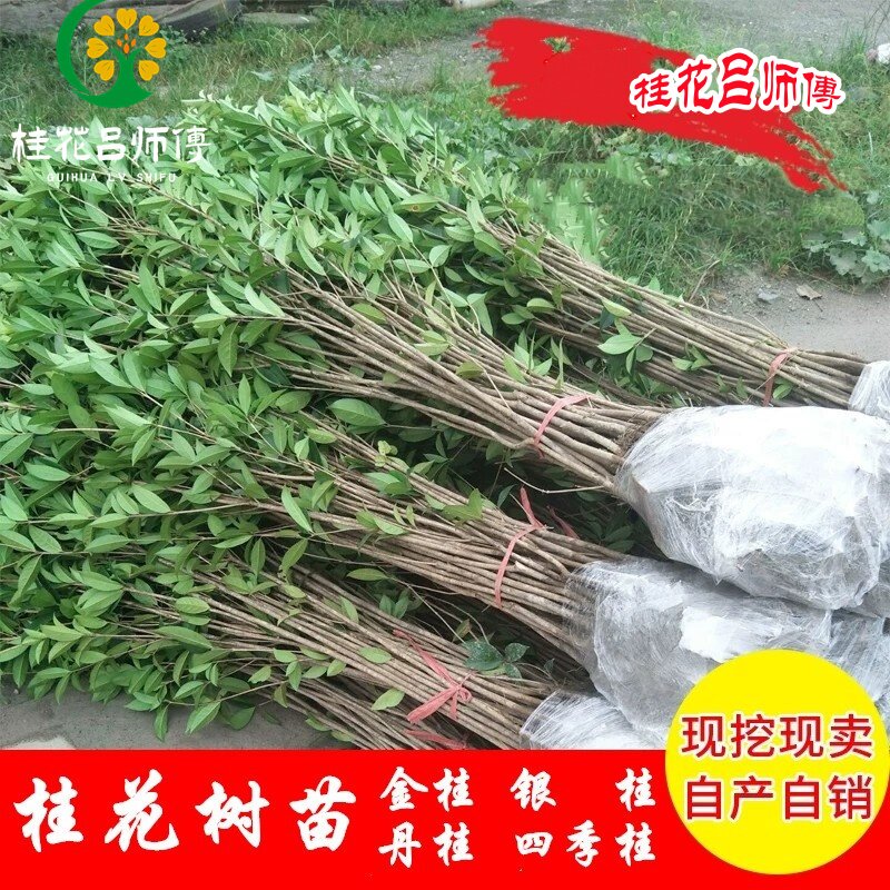 桂花丹桂四季桂八月桂包邮盆景