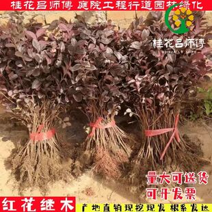 红花继木绿化苗木树苗庭院园林工程色块花苗四季常青户外开花植物