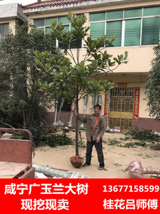咸宁广玉兰大树 四季常青绿化工程苗木庭院行道白花广玉兰树苗