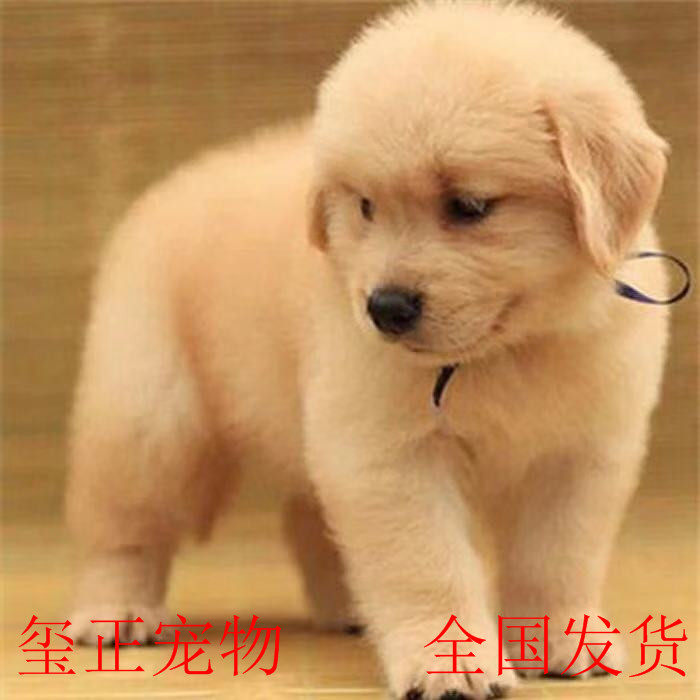 纯种金毛幼犬萨摩耶博美比熊泰迪