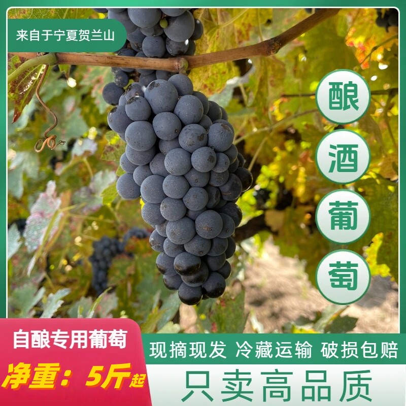 酿酒专用葡萄新鲜赤霞珠葡萄自酿泡酒葡萄宁夏贺兰山5斤起发