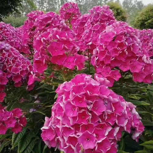 耐寒耐旱庭院宿根花卉大花福禄考