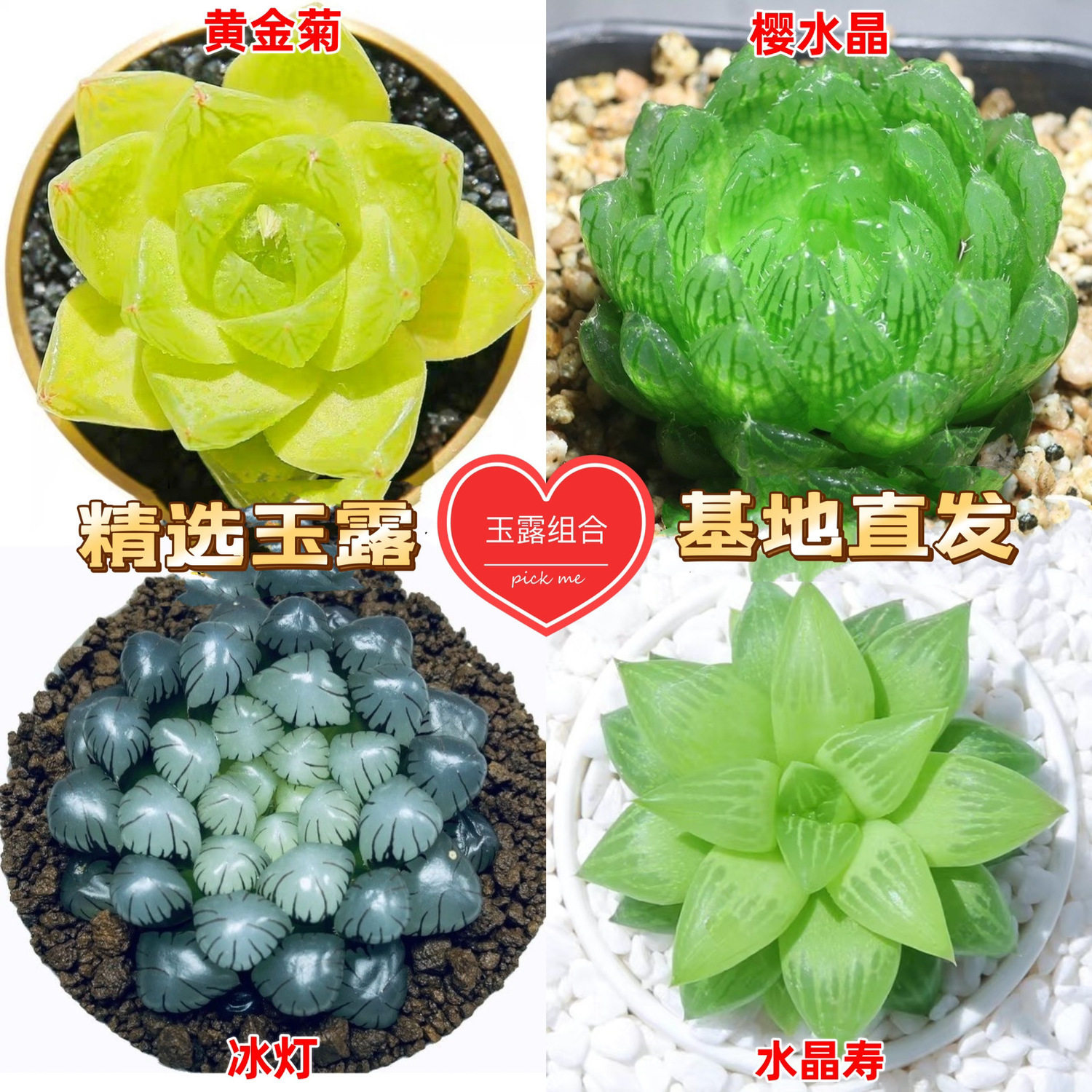 喜阴植物非常容易多肉大颗