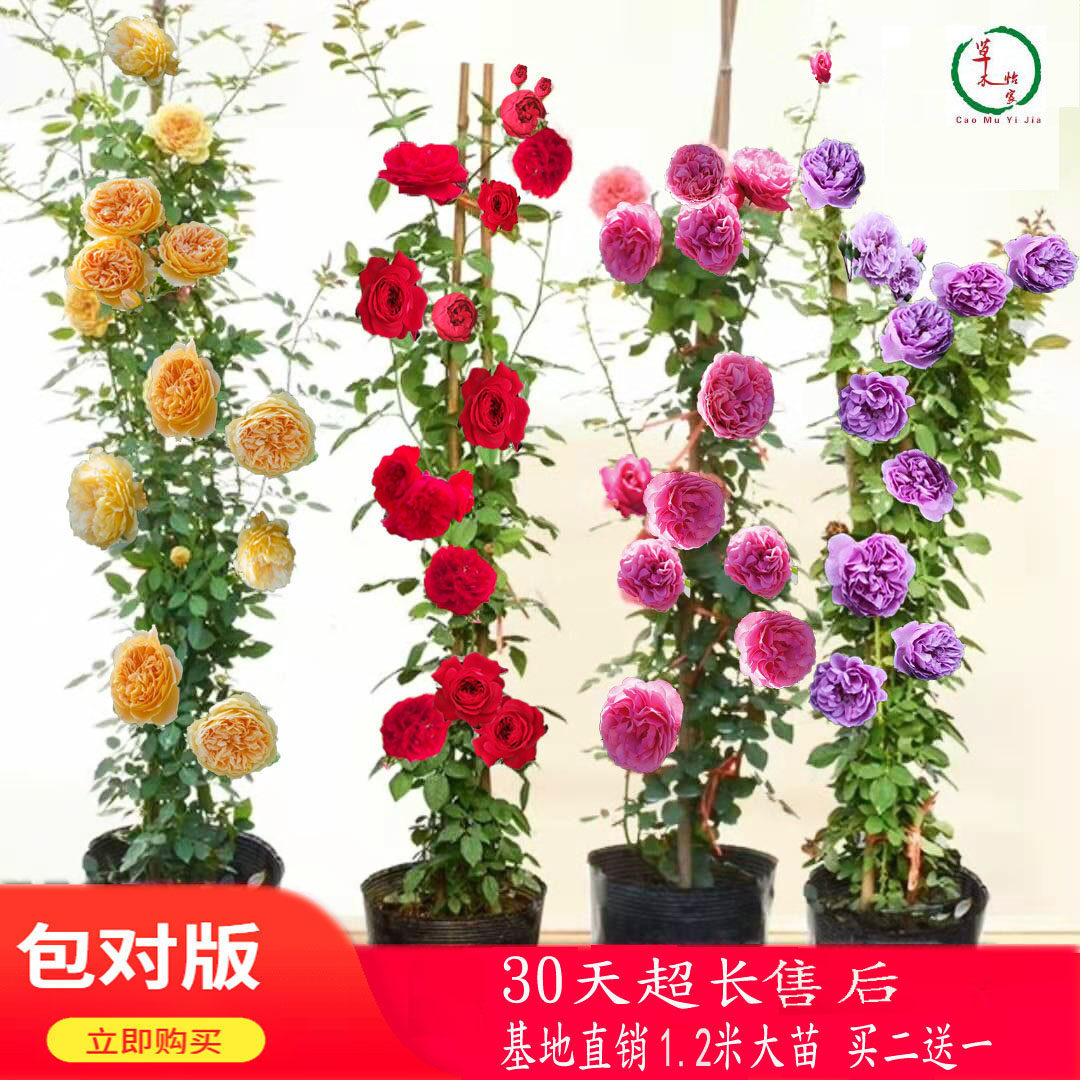 庭院爬藤植物蔷薇花苗藤本月季特大花 浓香花卉盆栽玫瑰四季开花