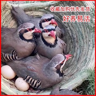 【包活到家】美国鹧鸪石鸡呱呱鸡飞龙农村杂粮散养老鸡营养鸟