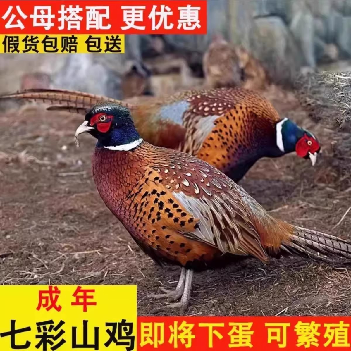【包活到家】七彩山鸡成年农家散鸟