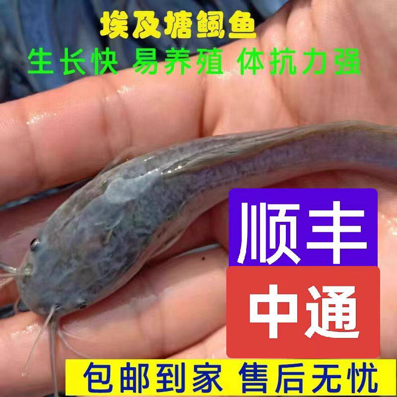 鲶鱼食用鱼苗鲶鱼苗好养殖河塘