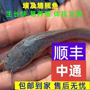 埃及鲶鱼特大号鲶鱼生猛塘鲺大型淡水养殖食用好养耐活八须鲶鱼苗