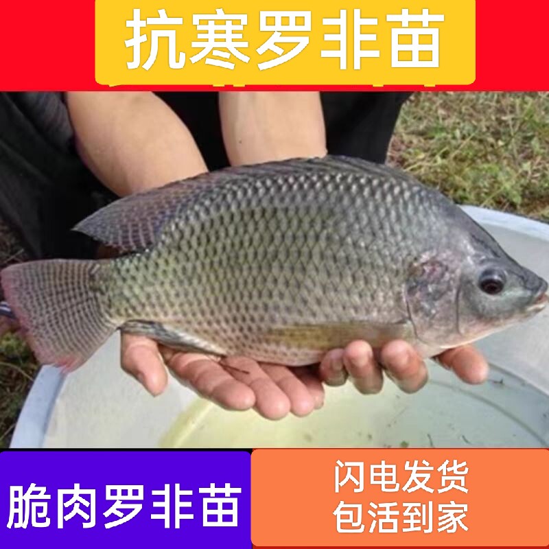 抗寒罗非鱼苗淡水冷水养殖
