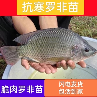 抗寒罗非鱼苗淡水冷水养殖食用脆肉罗非鱼苗福寿鱼苗饲料鱼苗批发