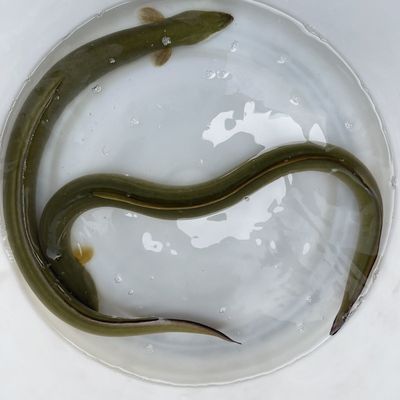 鳗鱼苗白鳗苗河鳗苗鱼淡水鱼苗