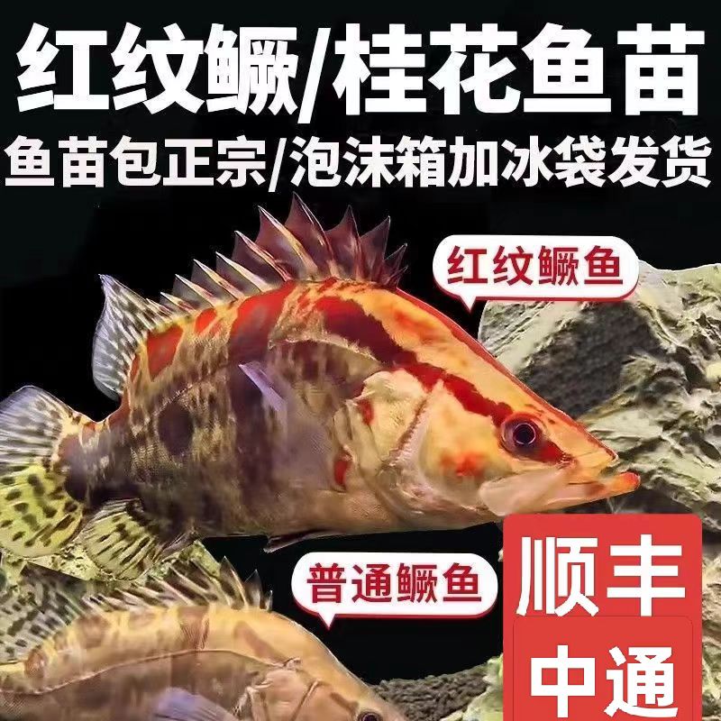 红纹桂花鱼苗红纹鳜鱼苗