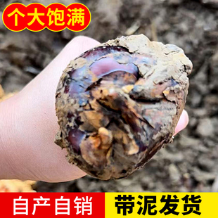 正宗云南老品种水果马蹄特级荸荠脆甜化渣农家自种新鲜现挖即食