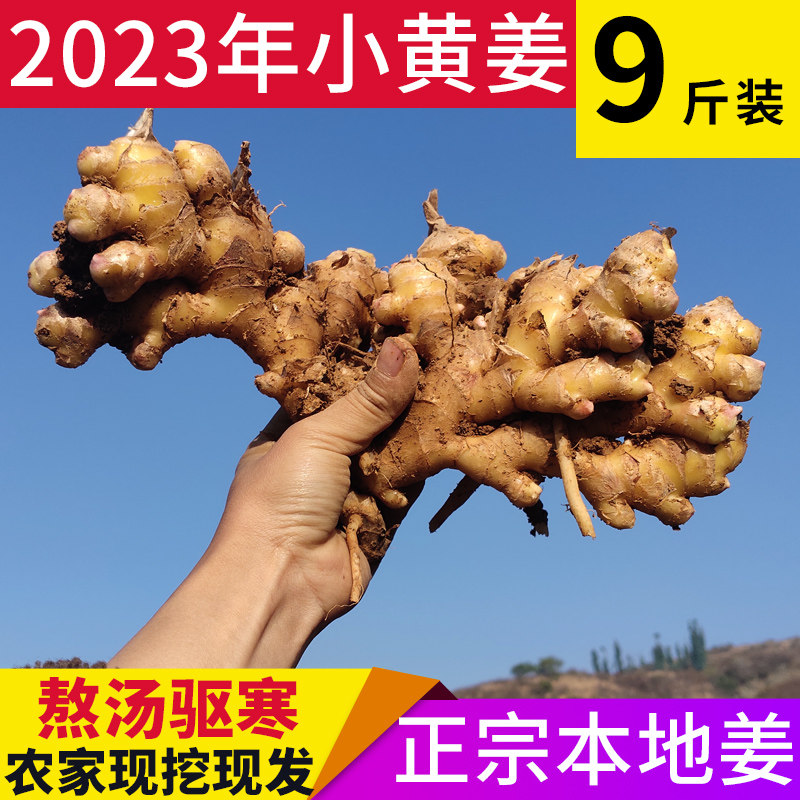 云南新鲜小黄姜自产自销现摘现挖