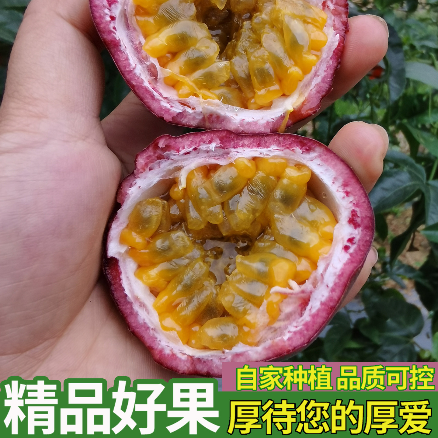 云南文山紫皮百香果自家种植精品好果当季现摘