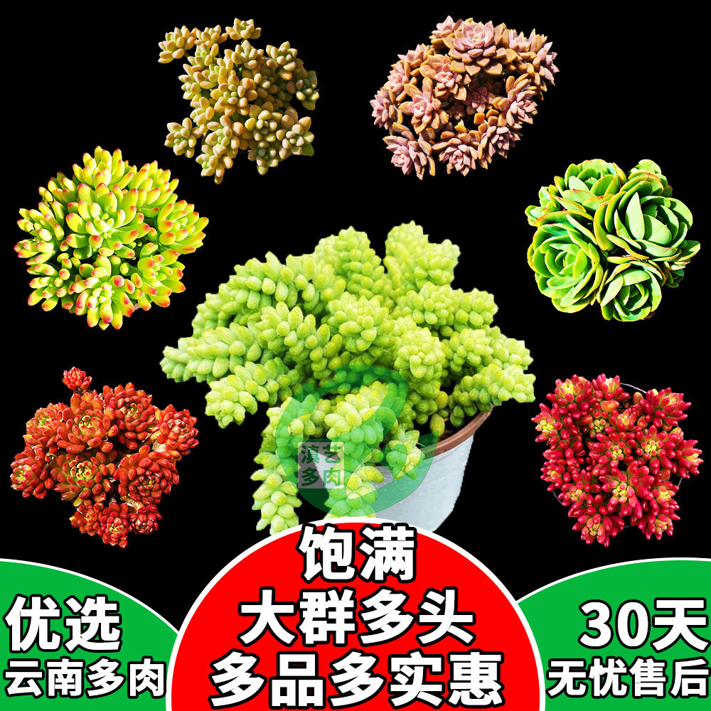 多头群生多肉植物云南货可选带盆发直播爆款大棵好养滇萌多肉包邮